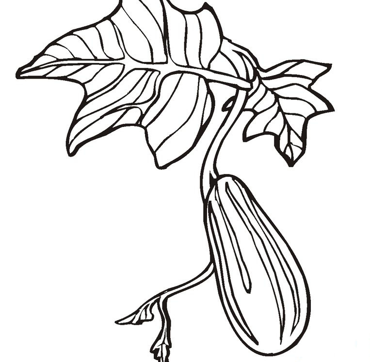 茄子的叶子简笔画图片