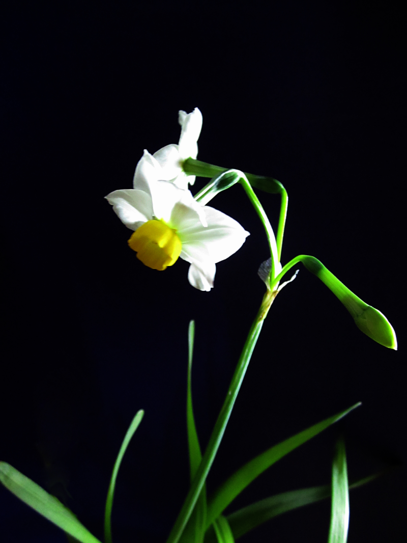 水仙花图片(工笔水仙花图片)