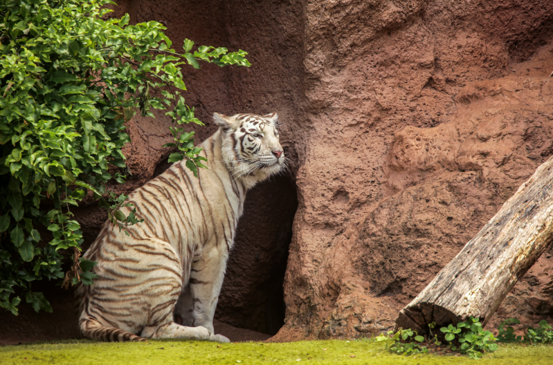 蹲坐在山洞门口的老虎摄影高清图片