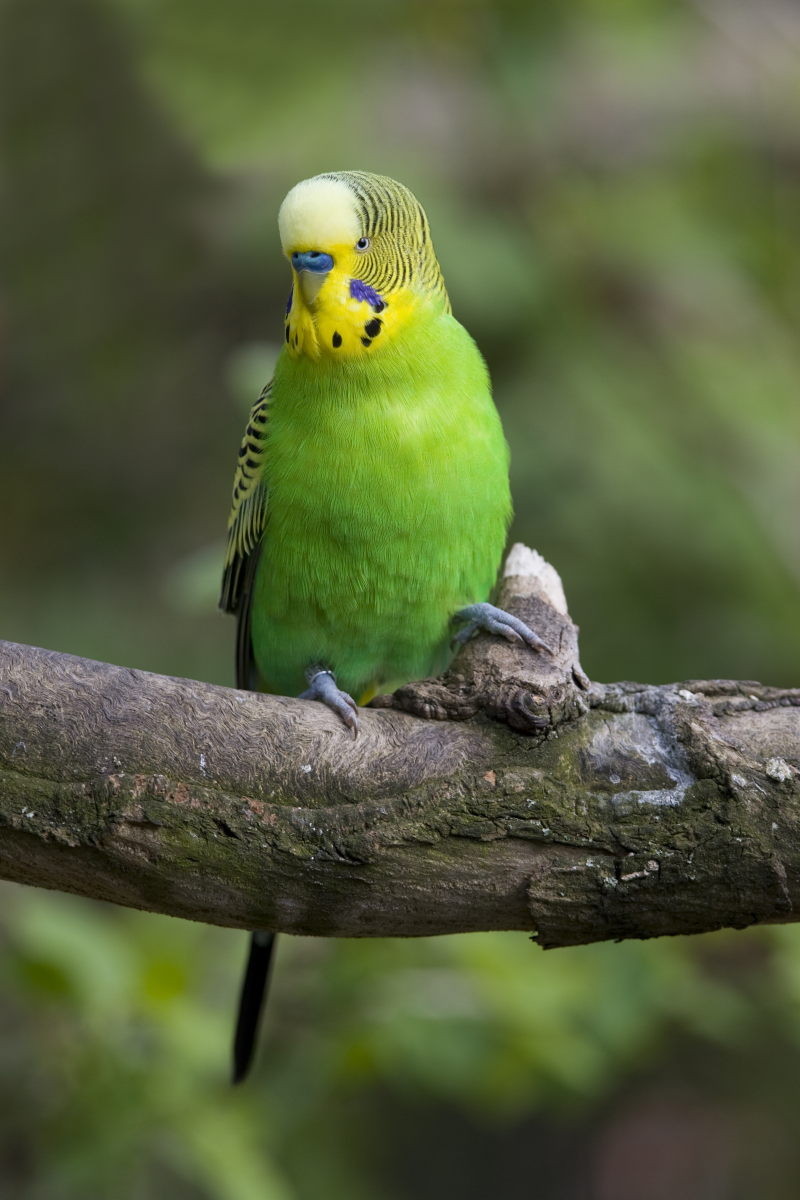 绿色的小鸟像鹦鹉图片