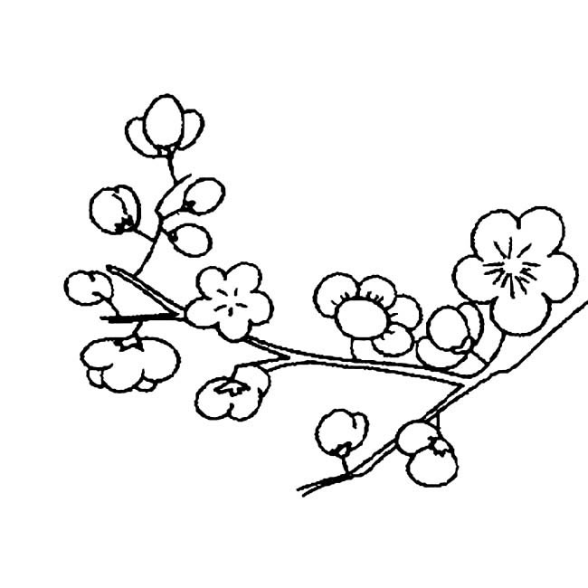 梅花树 铅笔画图片
