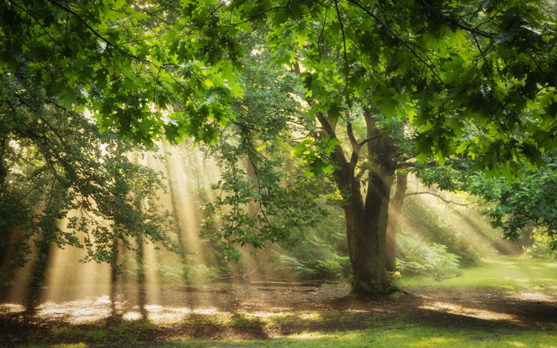 当前素材树林中洒到地上的阳光摄影高清图片