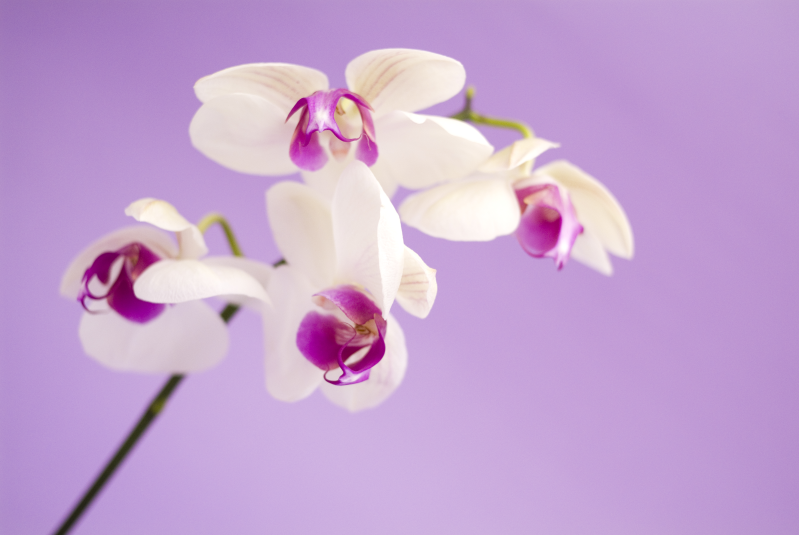 许多白色的带紫色的蝴蝶兰